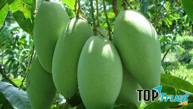 Đây là loại trái cây có nguồn vitamin C dồi dào, đặc biệt là khi còn xanh.