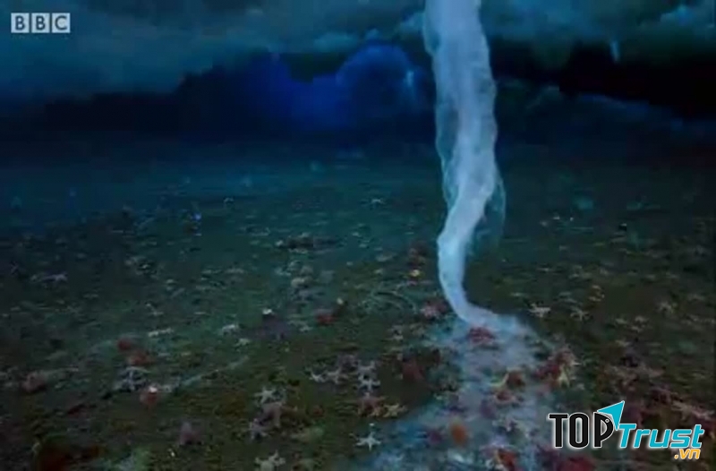 Xoáy nước băng cũng là một hiện tượng khá nguy hiểm, nó khiến nhiều sao biển bị chết do nồng độ muối của nó khá cao.