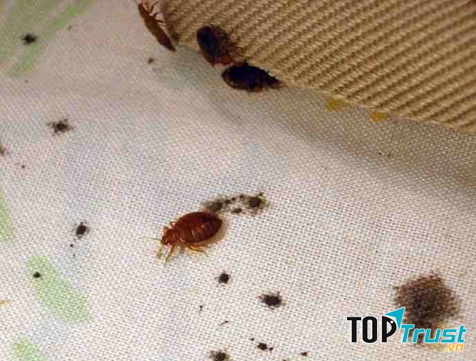 Ảnh minh họa - nguồn internet