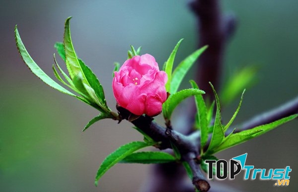 Xuất hành và hái lộc