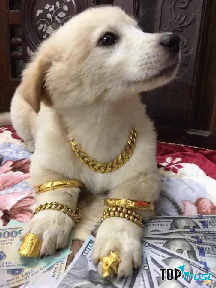 Đã đủ sang chảnh chưa?