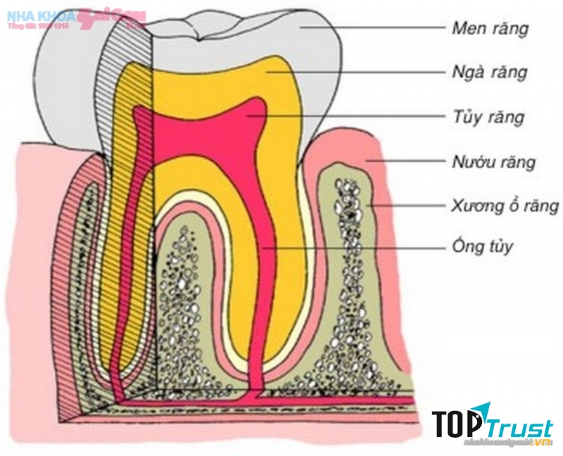 Lớp men răng cứng hơn cả thép