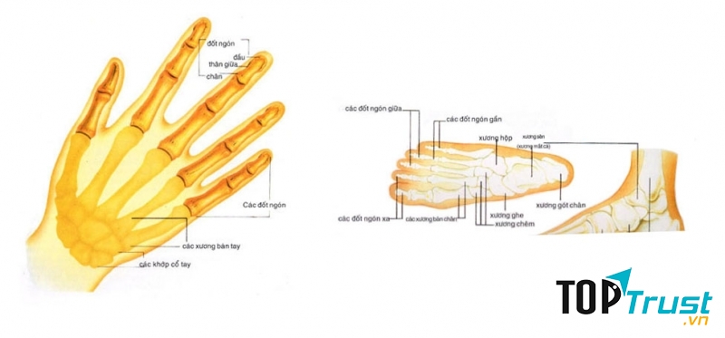 Xương không phân bố đều