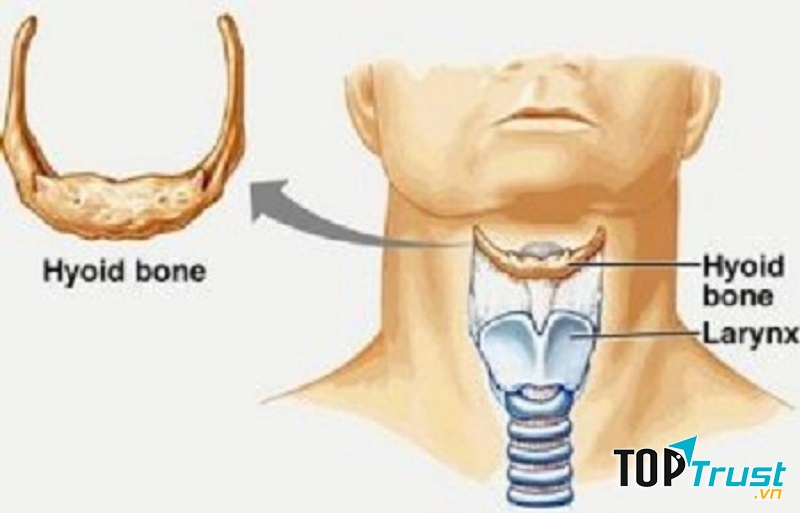 Xương móng có hình dạng giống móng ngựa