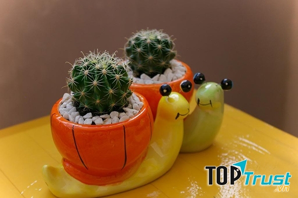 Xương rồng có tác dụng điều hoà không khí