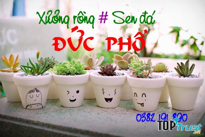 Xương rồng & Sen đá Đức Phổ