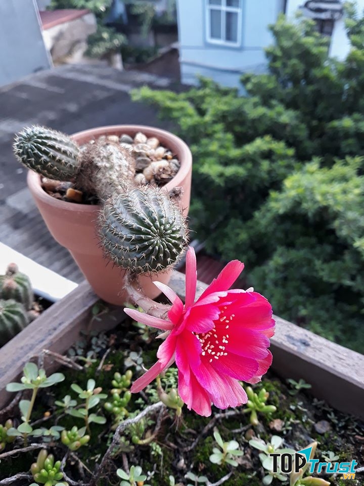 Xương rồng Hà Nội