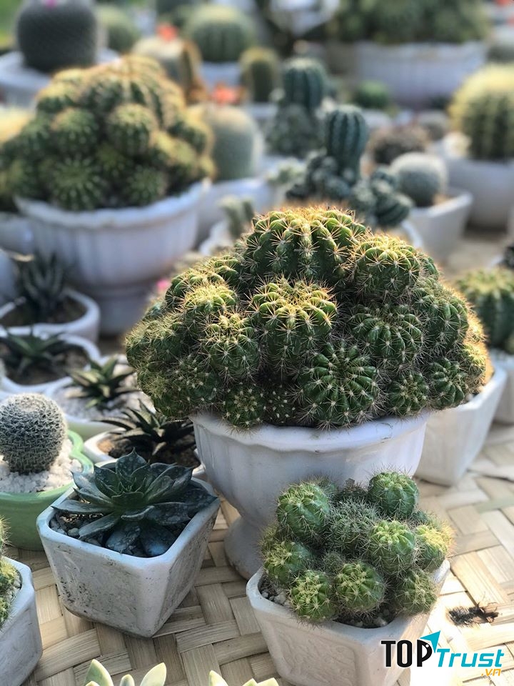 Xương Rồng Huế