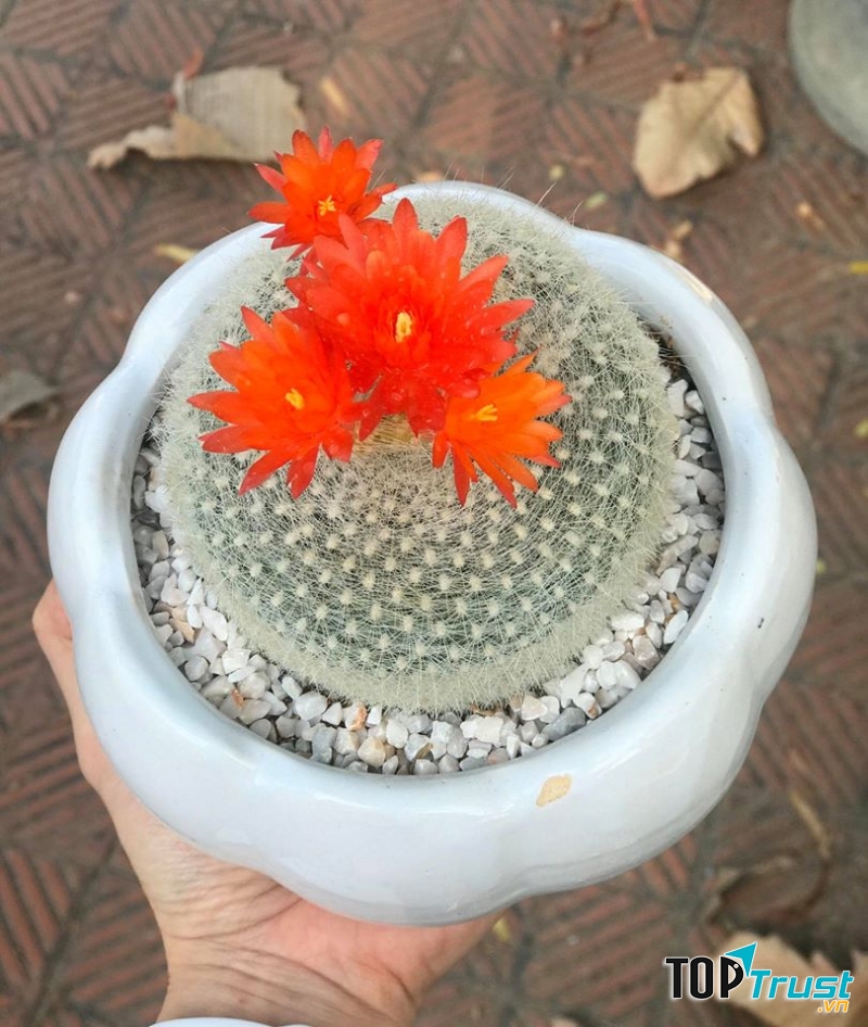 Xương Rồng Huế