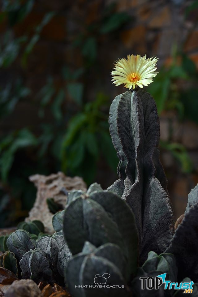 Xương rồng Nhật Huyền