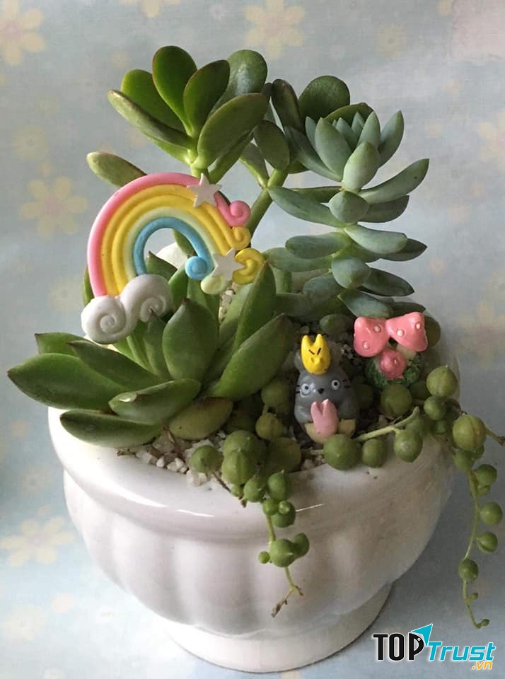 Xương Rồng - Sen Đá Nhi