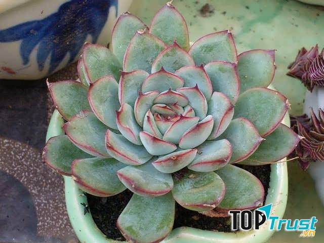 Xương Rồng Sen Đá Việt Trì