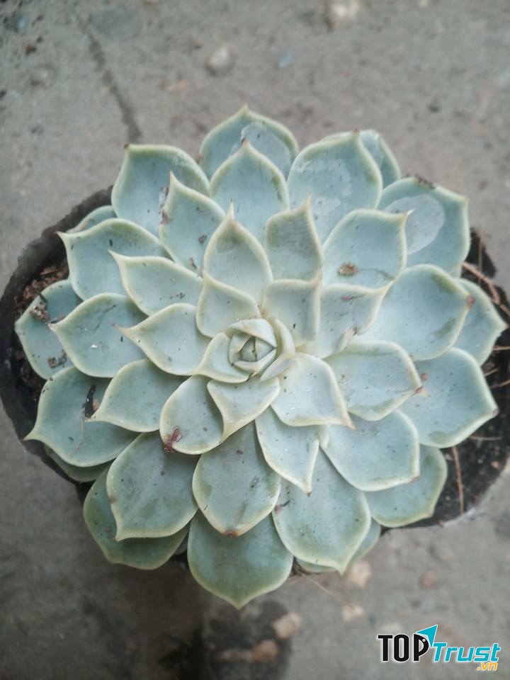 Xương Rồng Sen Đá Việt Trì