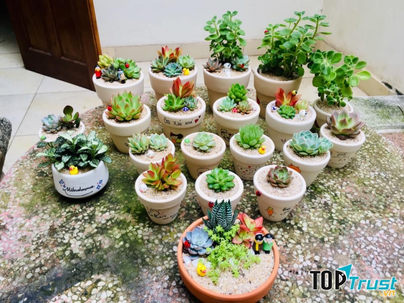 Xương rồng - Sen đá Vĩnh Phúc