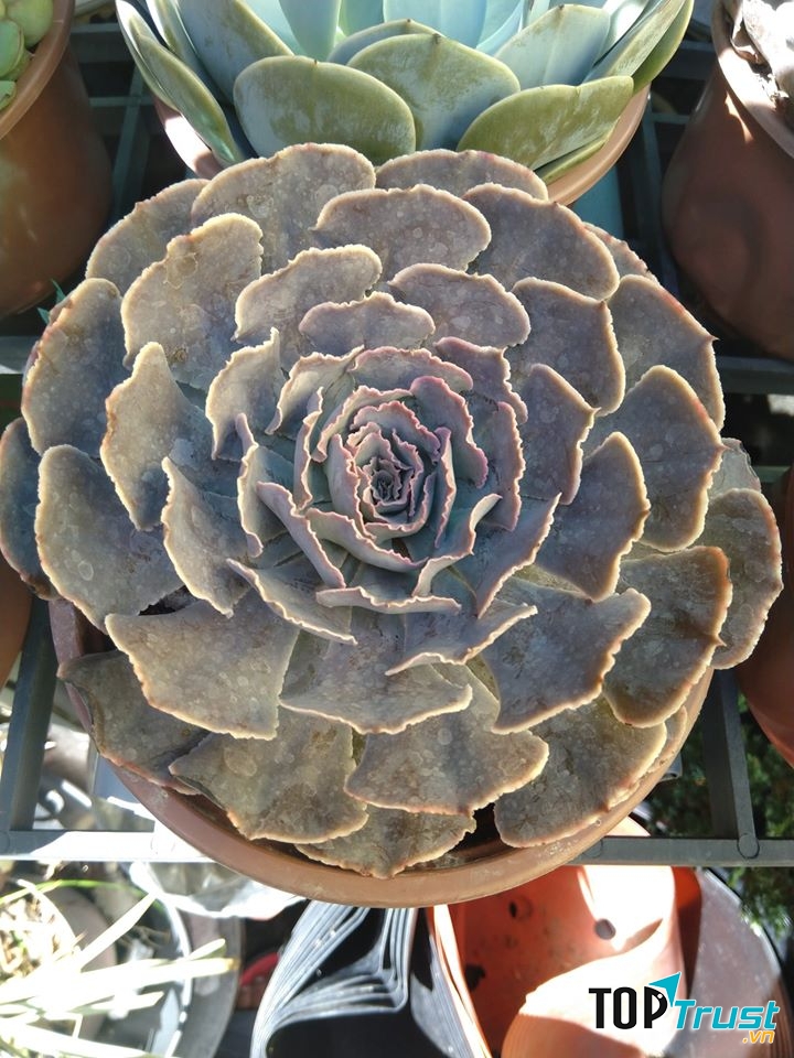 Xương Rồng Sóc Trăng