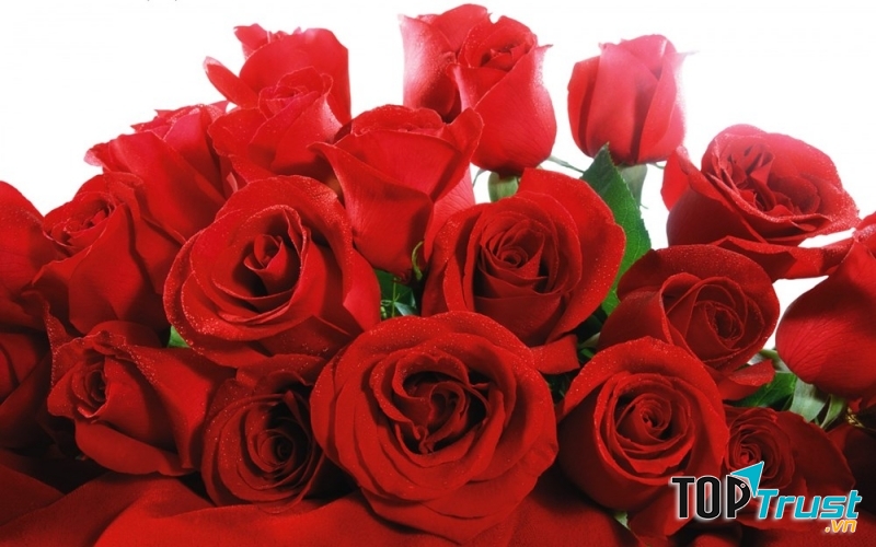 Hoa hồng tượng trưng cho tình yêu mãnh liệt