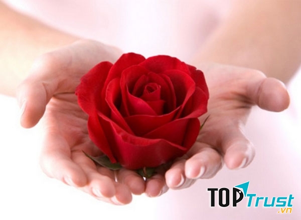 Ý nghĩa của các bông hoa hồng trong ngày Valentine