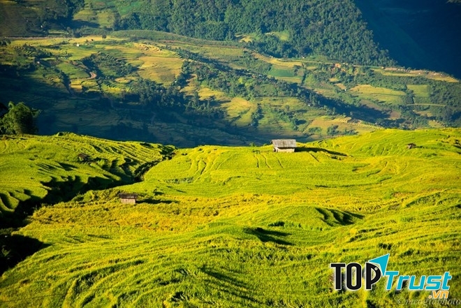 Y Tý mùa lúa chín rất thơm. Thứ hương từ lúa mới, theo gió len lỏi đến từng nếp nhà, khiến bạn cứ vấn vương mãi khi ra về.