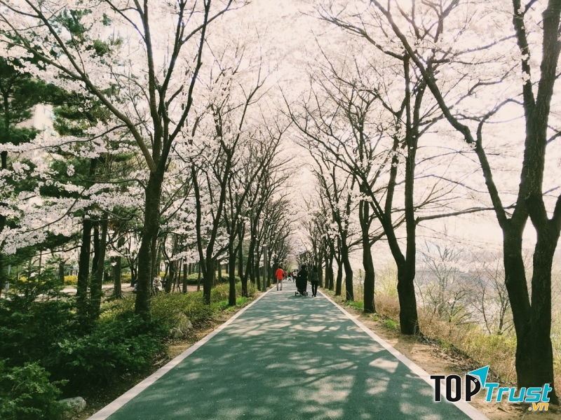 Yangjaecheon là một khu vực tuyệt vời để bạn có thể thả bước chầm chậm ngắm hoa anh đào
