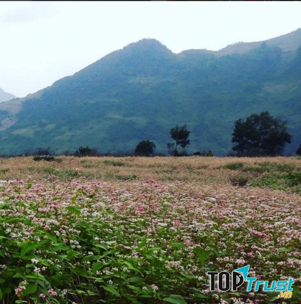 Hà Giang mùa hoa tam giác mạch