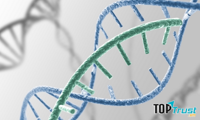 Yếu tố di truyền