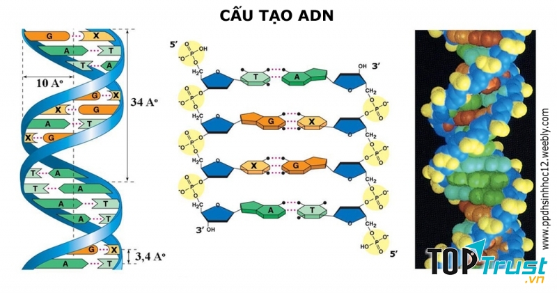 Hình ảnh gen di truyền từ thế hệ trước sang thế hệ sau