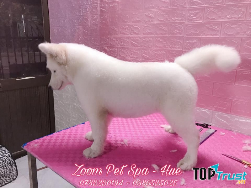Zoom Pet Spa