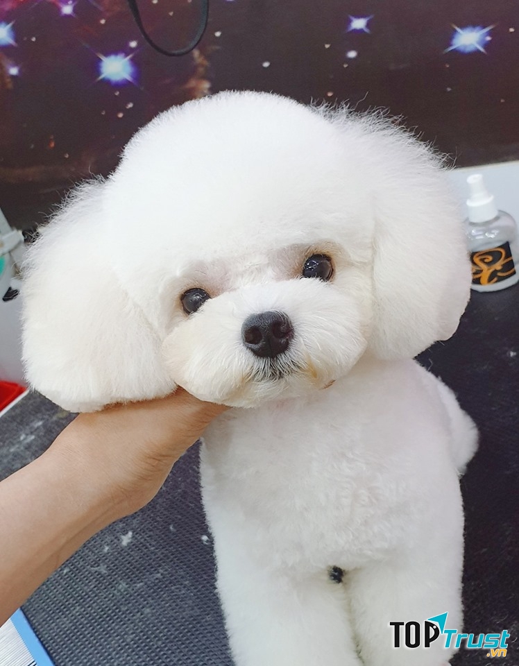 Zuli - Pet Salon & Store