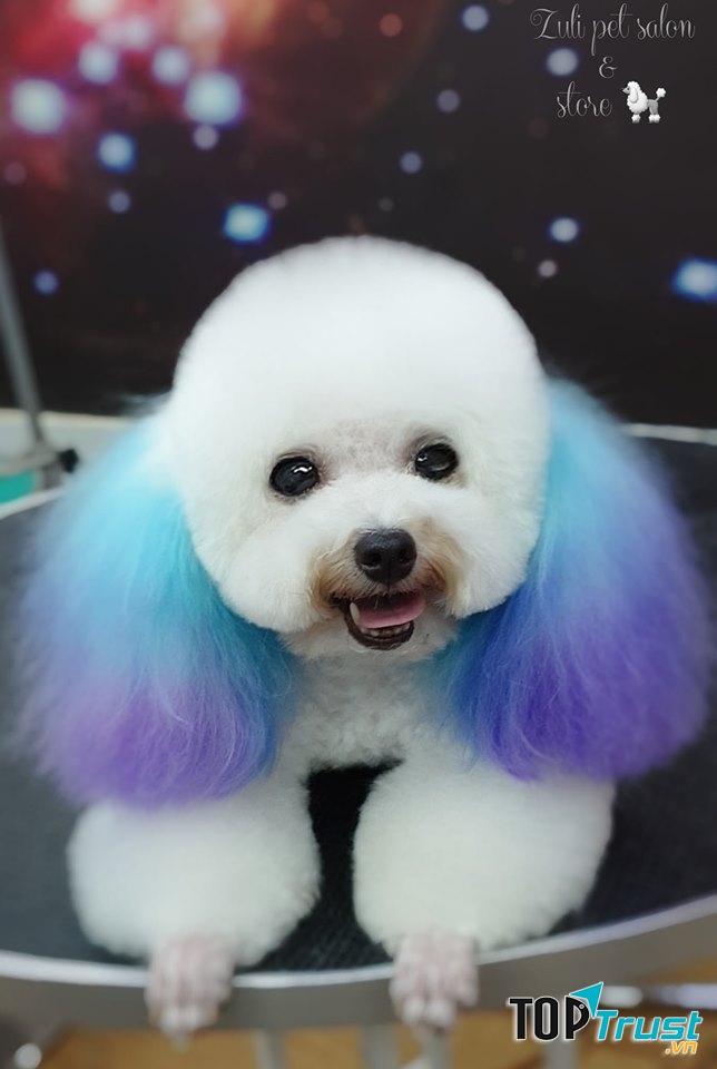 Zuli - Pet Salon & Store