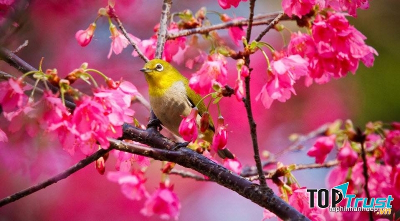 Bài hát về mùa xuân hay nhất mọi thời đại