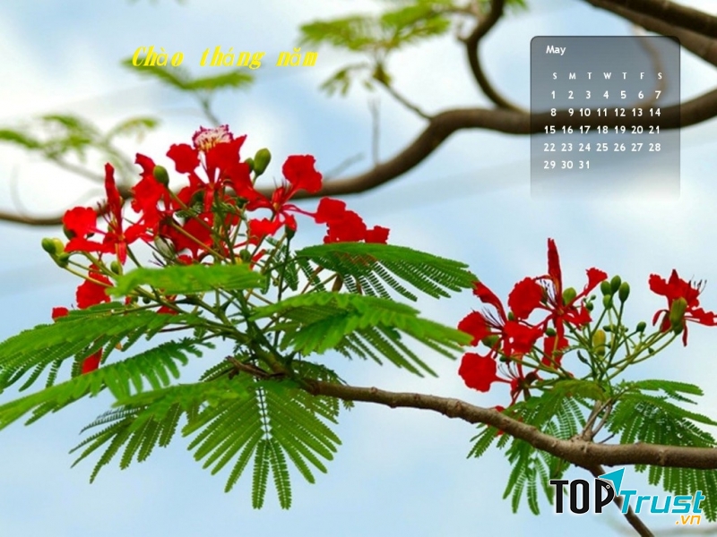 Bài thơ hay chào đón tháng năm