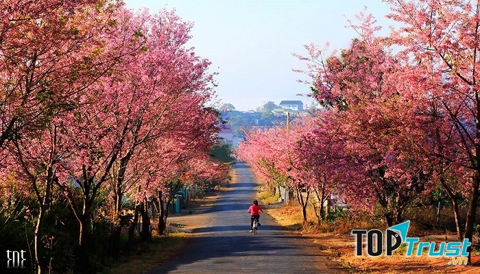 Bài thơ hay nhất viết về Đà Lạt