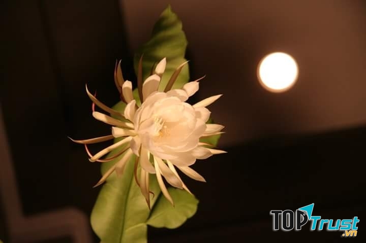 Bài thơ hay về hoa Quỳnh