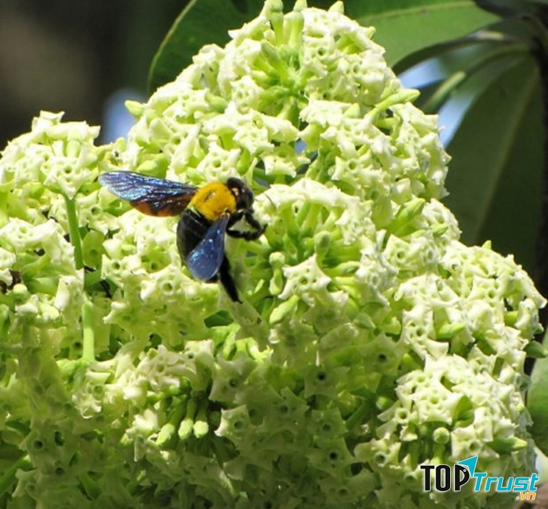 Bài thơ hay về hoa sữa