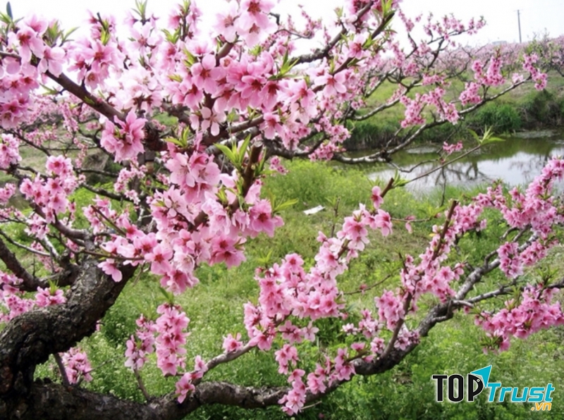 Bài thơ hay về mưa xuân