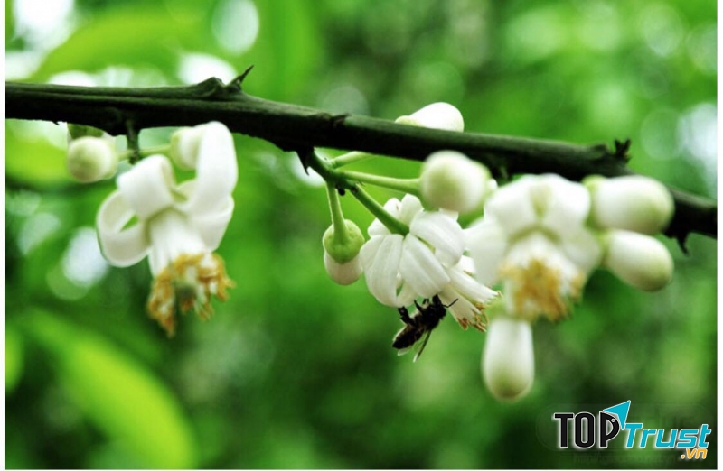 Bài thơ hay viết về hoa bưởi