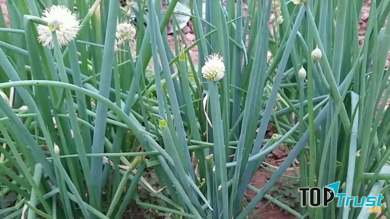 Bài thuốc dân gian chữa bệnh vảy nến
