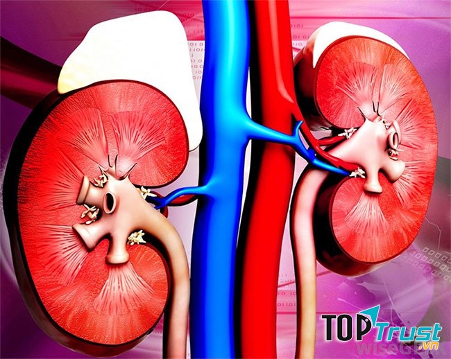 Bài thuốc nam chữa suy thận hiệu quả nhất