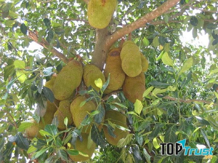 Bài văn tả cây ăn quả hay nhất