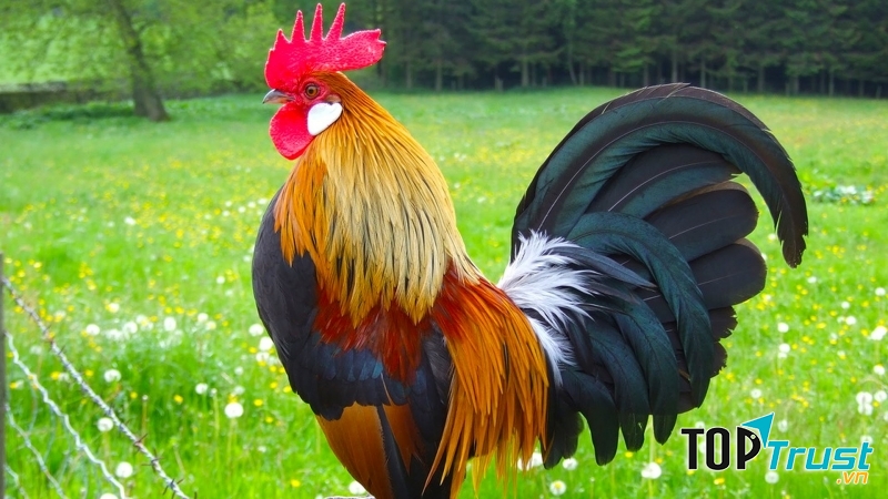 Bài văn tả con gà trống hay nhất