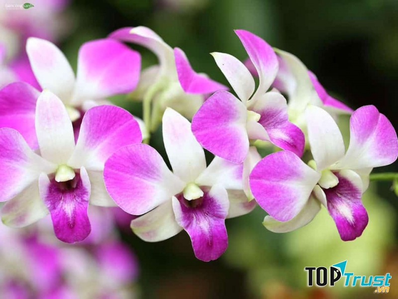 Bài văn tả hoa lan hay nhất