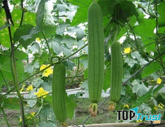 Bài văn tả một giàn cây leo hay nhất