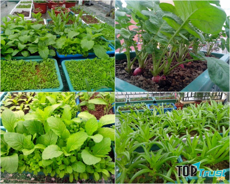 Bài văn tả vườn rau hay nhất