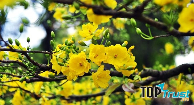 Bài văn thuyết minh về cây mai ngày Tết hay nhất