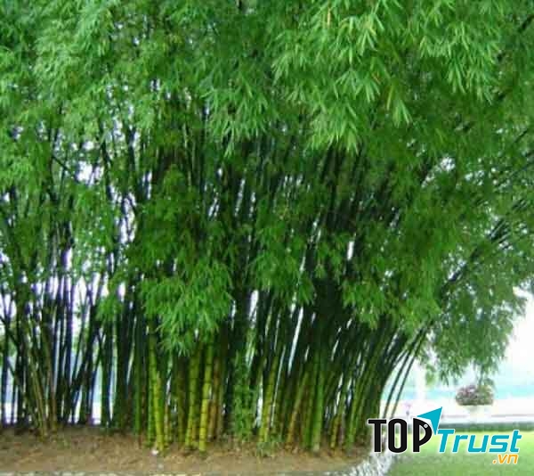 Bài văn thuyết minh về cây tre hay nhất