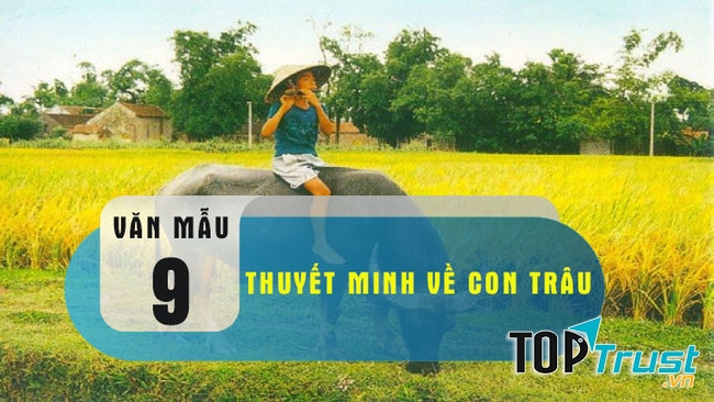 Bài văn thuyết minh về con trâu ở làng quê Việt Nam lớp 9 hay nhất