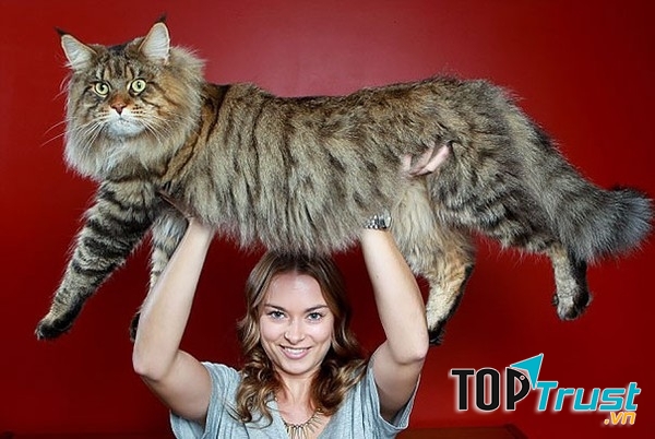 Bé mèo có cân nặng khủng nhất thế giới.