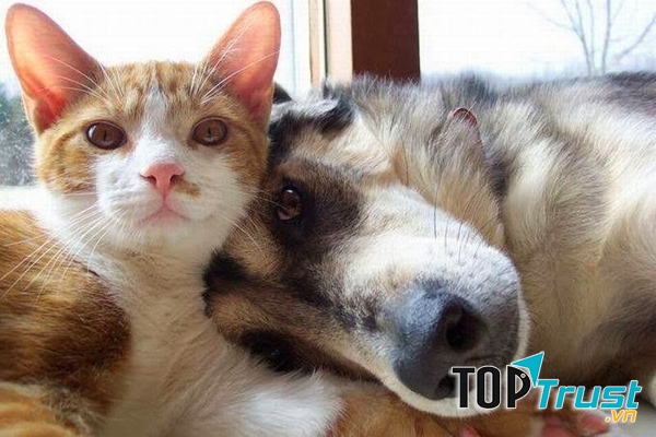 Bệnh thường gặp ở chó mèo và cách phòng trị bệnh