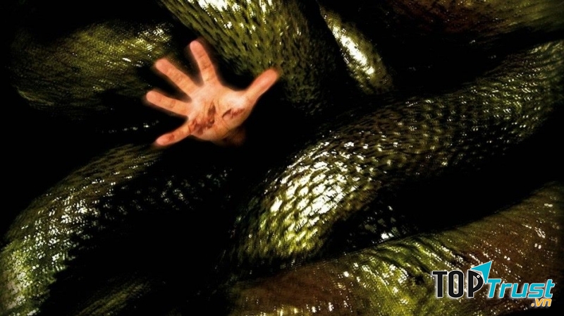 Bộ phim về loài rắn hay nhất bạn nên xem