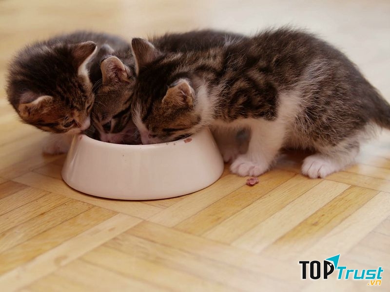 Bột dinh dưỡng cho chó mèo tốt nhất hiện nay